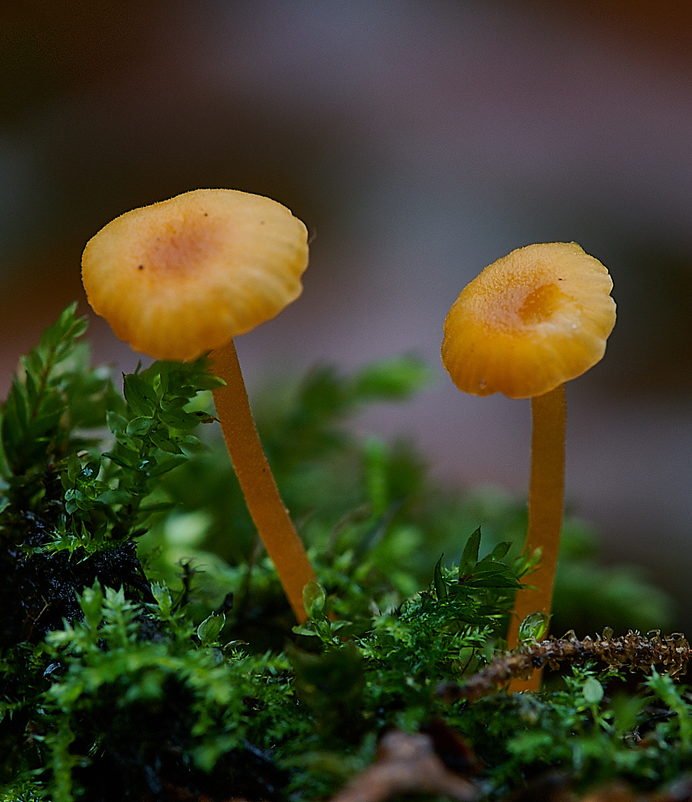 StonepitQuarryFungi121020-2