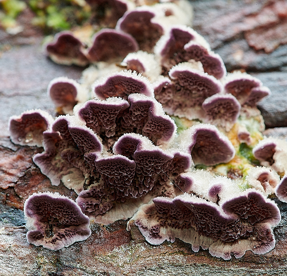 StonepitQuarryFungi131020-2