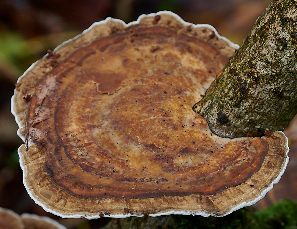 StonepitQuarryFungi2121020-1