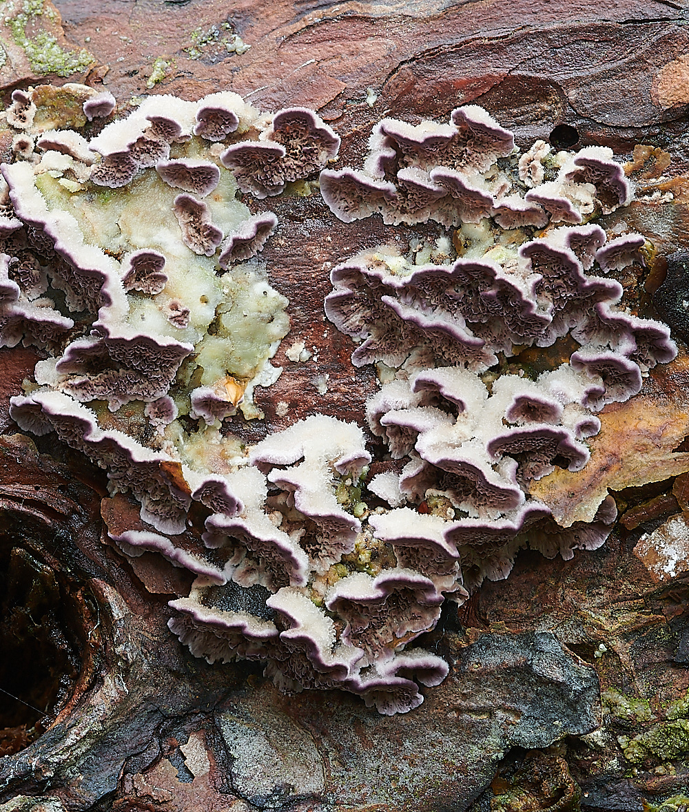 StonepitQuarryFungi5121020-3