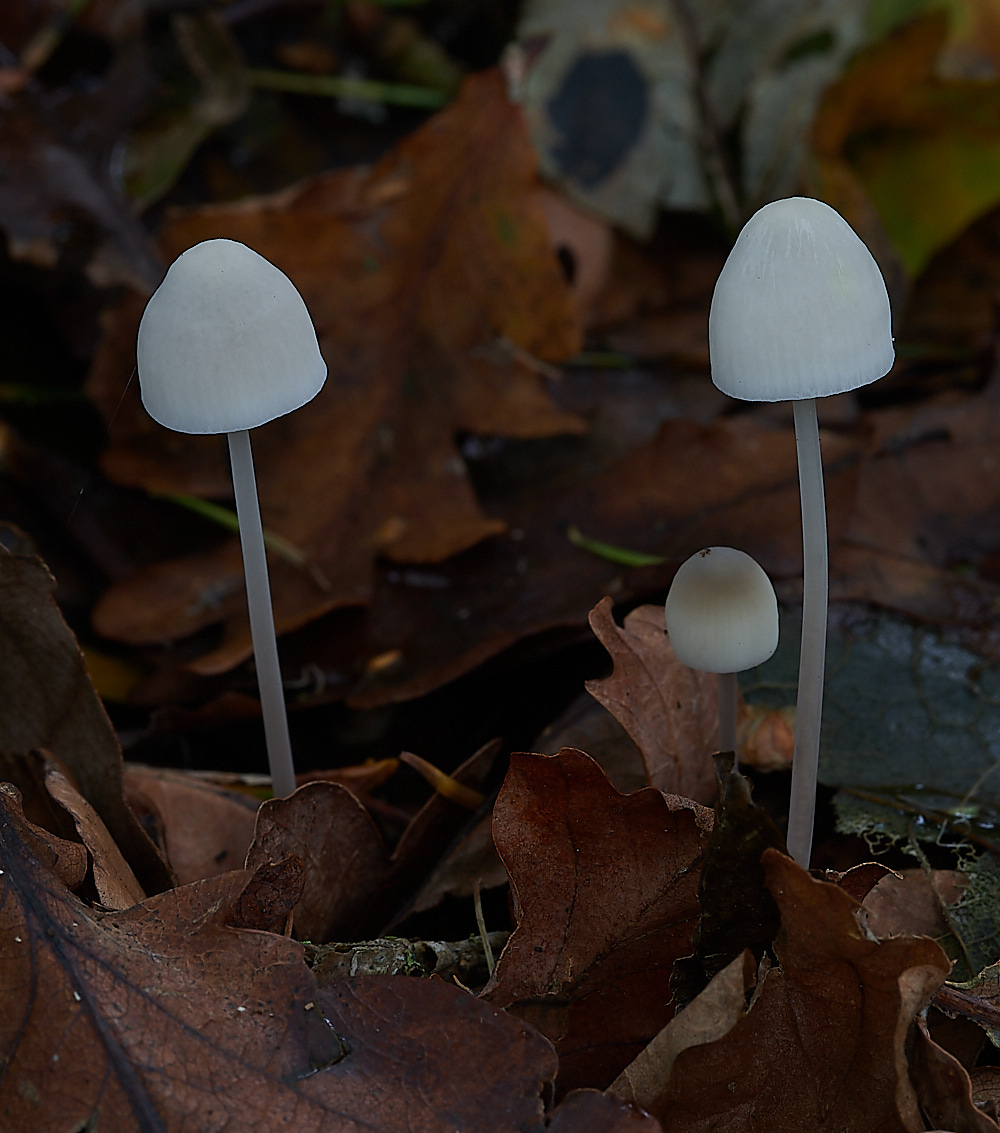 StonepitQuarryFungi6121020-1